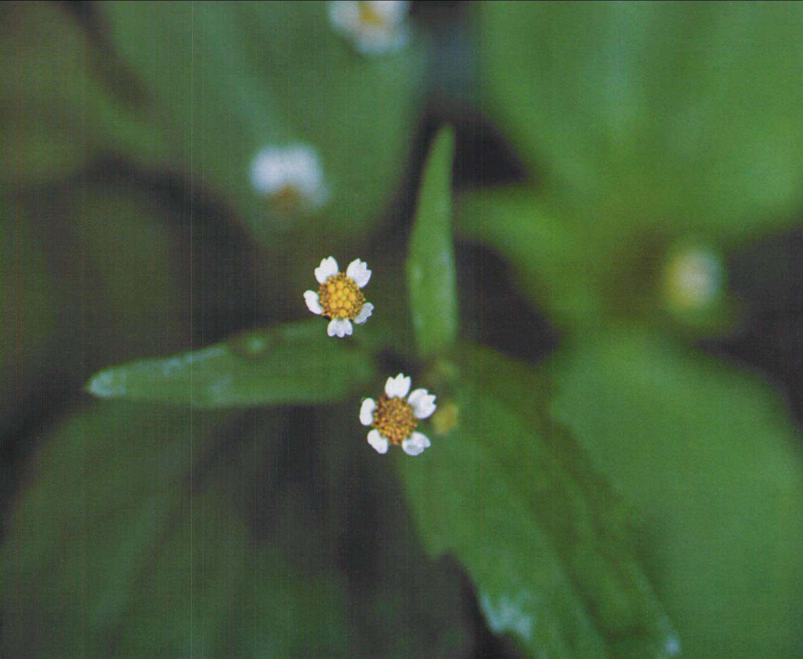 89.牛膝菊